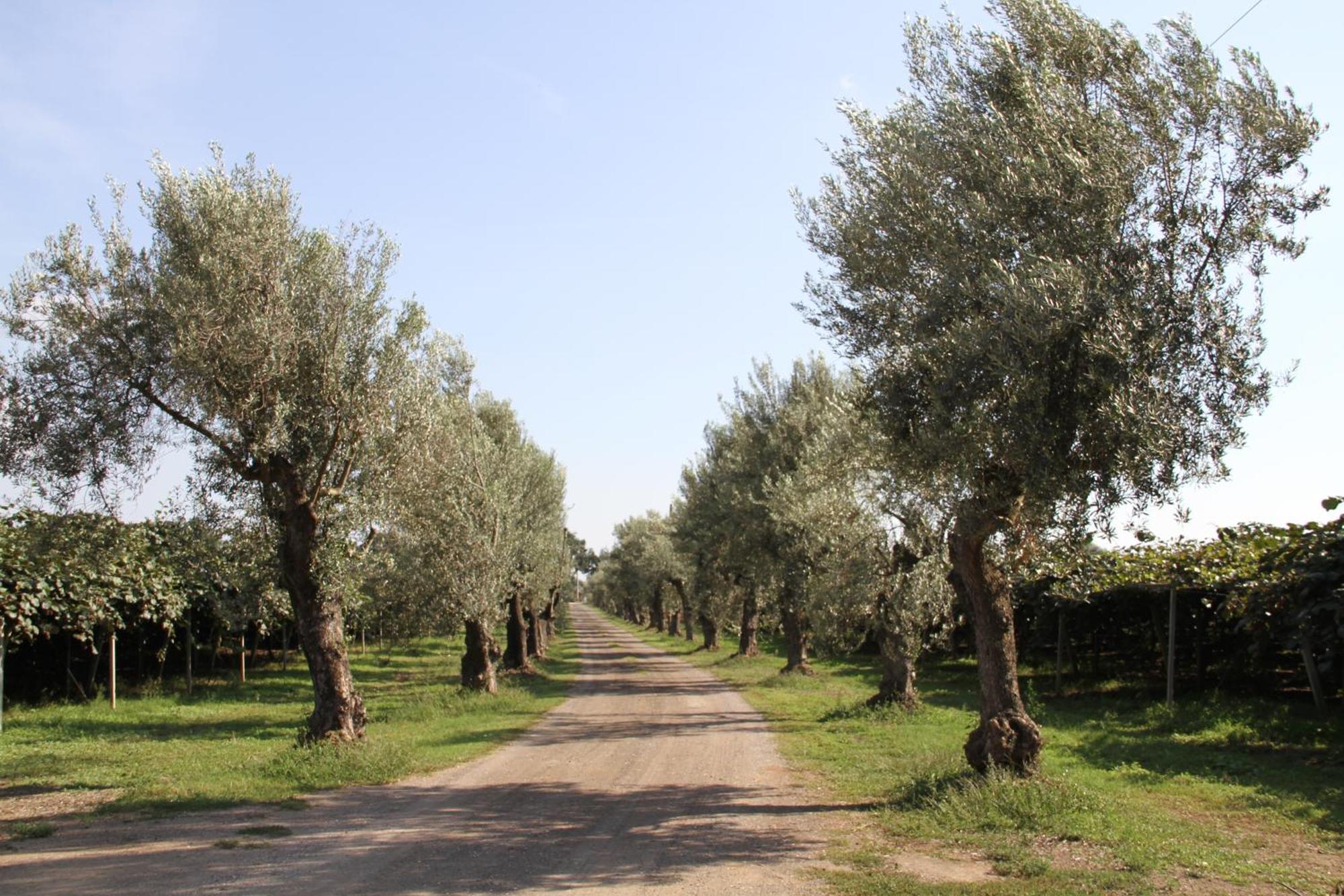 Agriturismo Ali E Radici Cisterna di Latina Exterior foto
